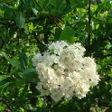 Pyracantha crenulata 'Rodgersiana' fleur P26